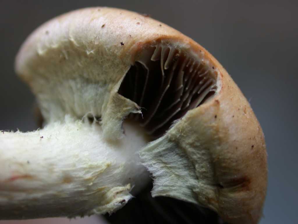 Nuovo QUIZ ... fungo misterioso !!!